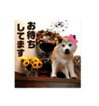 Chérie 4（個別スタンプ：6）