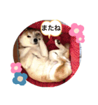 Chérie 4（個別スタンプ：8）