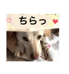 Chérie 4（個別スタンプ：10）