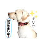 Chérie 4（個別スタンプ：11）