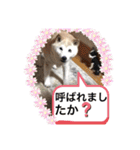 Chérie 4（個別スタンプ：12）