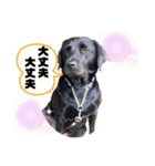 Chérie 4（個別スタンプ：13）