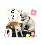 Chérie 4（個別スタンプ：15）