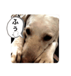 Chérie 4（個別スタンプ：16）