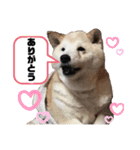 Chérie 4（個別スタンプ：18）