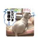 Chérie 4（個別スタンプ：20）