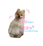こたまうのすたんぷ（個別スタンプ：1）