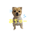 こたまうのすたんぷ（個別スタンプ：4）
