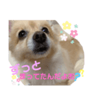 こたまうのすたんぷ（個別スタンプ：7）