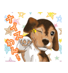 にゃんともわんダフルなスタンプ(修正版)（個別スタンプ：7）