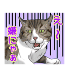 にゃんともわんダフルなスタンプ(修正版)（個別スタンプ：13）