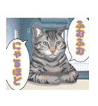 にゃんともわんダフルなスタンプ(修正版)（個別スタンプ：22）