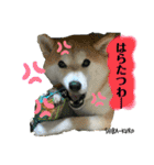 赤柴クロだよ⑤（個別スタンプ：2）