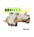 赤柴クロだよ⑤（個別スタンプ：3）