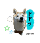 赤柴クロだよ⑤（個別スタンプ：4）