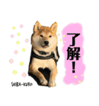 赤柴クロだよ⑤（個別スタンプ：5）