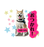 赤柴クロだよ⑤（個別スタンプ：7）