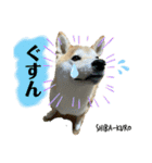赤柴クロだよ⑤（個別スタンプ：8）