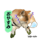 赤柴クロだよ⑤（個別スタンプ：9）
