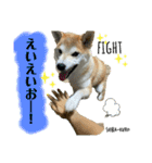 赤柴クロだよ⑤（個別スタンプ：10）