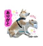 赤柴クロだよ⑤（個別スタンプ：11）