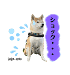 赤柴クロだよ⑤（個別スタンプ：12）