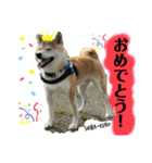 赤柴クロだよ⑤（個別スタンプ：15）