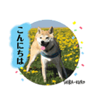 赤柴クロだよ⑤（個別スタンプ：16）