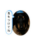 可愛いミニチュアダックス君⑤（個別スタンプ：1）