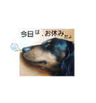 可愛いミニチュアダックス君⑤（個別スタンプ：4）