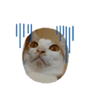 気ままな猫ども（個別スタンプ：4）
