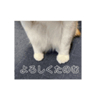 気ままな猫ども（個別スタンプ：6）