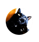 気ままな猫ども（個別スタンプ：7）