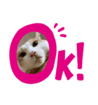 気ままな猫ども（個別スタンプ：8）
