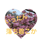 たけしの スタンプ  その11（個別スタンプ：7）