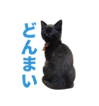 たぬきとうどんのほのぼの2（個別スタンプ：2）