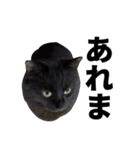たぬきとうどんのほのぼの2（個別スタンプ：5）