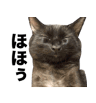 たぬきとうどんのほのぼの2（個別スタンプ：8）