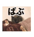 たぬきとうどんのほのぼの2（個別スタンプ：10）