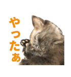 たぬきとうどんのほのぼの2（個別スタンプ：11）