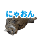 たぬきとうどんのほのぼの2（個別スタンプ：14）