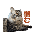 たぬきとうどんのほのぼの2（個別スタンプ：15）