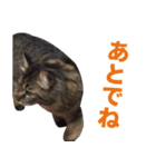 たぬきとうどんのほのぼの2（個別スタンプ：16）