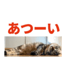 たぬきとうどんのほのぼの2（個別スタンプ：18）