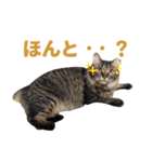 たぬきとうどんのほのぼの2（個別スタンプ：20）