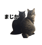 たぬきとうどんのほのぼの2（個別スタンプ：22）