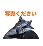 たぬきとうどんのほのぼの2（個別スタンプ：23）