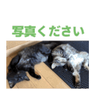 たぬきとうどんのほのぼの2（個別スタンプ：24）