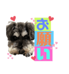 シュナウザー(リンク2)（個別スタンプ：5）