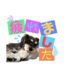 シュナウザー(リンク2)（個別スタンプ：6）